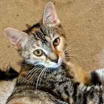 Thumbnail photo of Piper #2