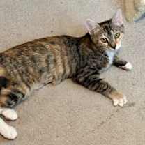 Thumbnail photo of Piper #3