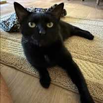 Thumbnail photo of MJ #1