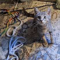 Thumbnail photo of Jennifer Juniper #4