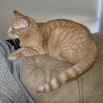 Thumbnail photo of Dundee #3