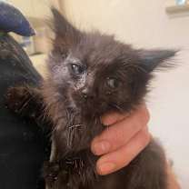 Thumbnail photo of Rosie the Riveter #3