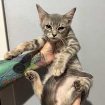 Thumbnail photo of Linus #1