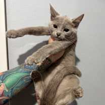 Thumbnail photo of Lila #1