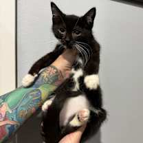 Thumbnail photo of Lionel #1