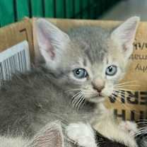 Thumbnail photo of Linus #2