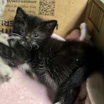 Thumbnail photo of Lionel #2