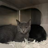 Thumbnail photo of Graycie #2