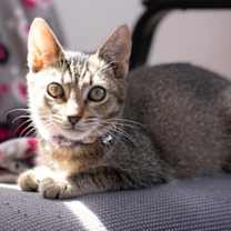 Thumbnail photo of Marlowe #3