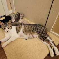 Thumbnail photo of Ozark #3