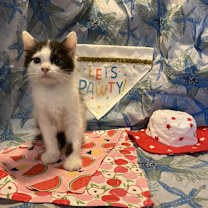 Thumbnail photo of Houston #3