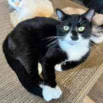 Thumbnail photo of Black Jack #1