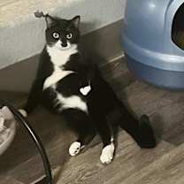 Thumbnail photo of Black Jack #4