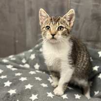 Thumbnail photo of Ka #1