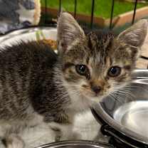 Thumbnail photo of Ka #2