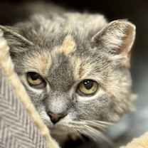 Thumbnail photo of Grace #4