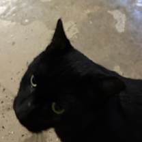 Thumbnail photo of Rasputin #2