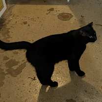 Thumbnail photo of Rasputin #3