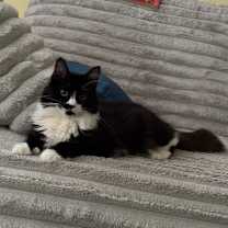 Thumbnail photo of The Swifts- Jason #1