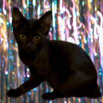 adopt-pet
