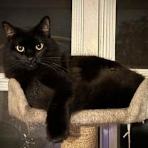 Thumbnail photo of Ozzy #1