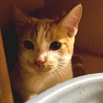 Thumbnail photo of Mutt - City of Industry Location #2