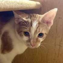 Thumbnail photo of Indy - Costa Mesa Location #2