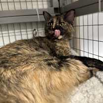 Thumbnail photo of Marigold #2