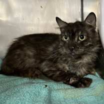 Thumbnail photo of Bojack #1