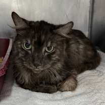 Thumbnail photo of Bojack #2