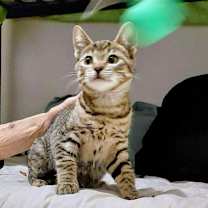 Thumbnail photo of Mudsdale #2