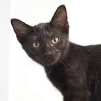 Thumbnail photo of Cicada #1