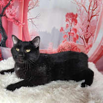 Thumbnail photo of Edward #4