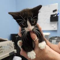 Thumbnail photo of Zimo #2