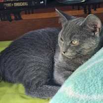 Thumbnail photo of Bluejay #2