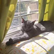 Thumbnail photo of Bluejay #3