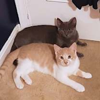 Thumbnail photo of Bluejay #4