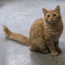 Thumbnail photo of Cornelius #1