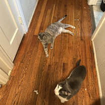 Thumbnail photo of Toast #1