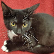 Thumbnail photo of Mittens #1