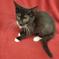 Thumbnail photo of Mittens #3