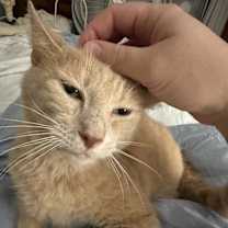 Thumbnail photo of White Lion #1