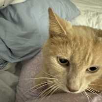 Thumbnail photo of White Lion #2