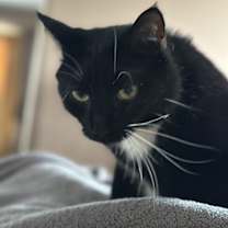 Thumbnail photo of Coco #4