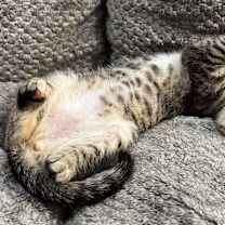 Thumbnail photo of Cinnabon #2