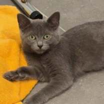 Thumbnail photo of Stone #4