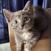 Thumbnail photo of Houdina #3