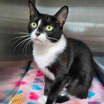 Thumbnail photo of Lovey #1