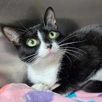 Thumbnail photo of Lovey #2