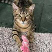 Thumbnail photo of Joey #1